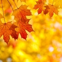 Жёлтый лист (Листья жёлтые над городом кружатся)