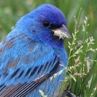 Blue Canary (Печальная канарейка)