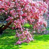 В саду дерево цветёт