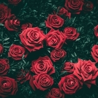 Розы тёмно-алые